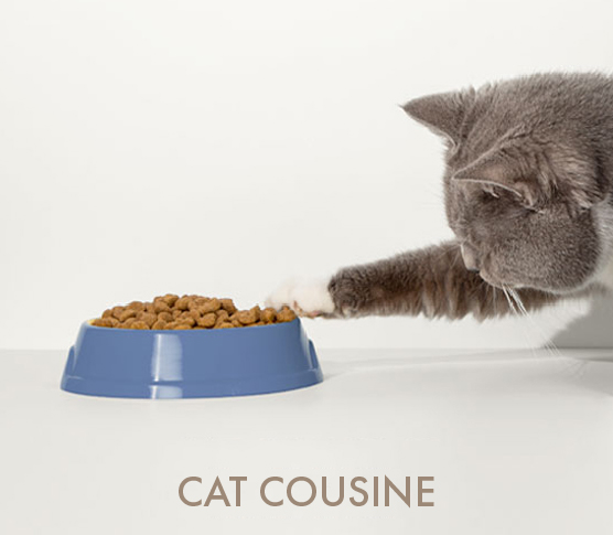 CAT COUSINE