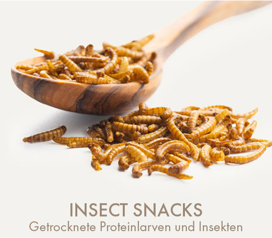 INSECT SNACKS