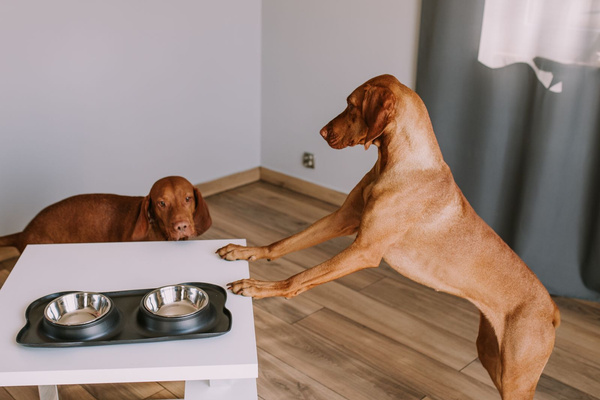 Doppelter Hundenapf schwarz ANTI-SKIP