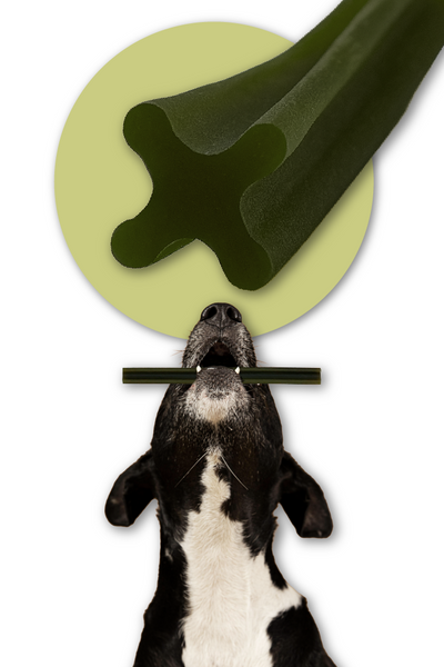 Dental Care Snack for Dogs Dental Sticks Mersjo Beef Algae Green Tea 7 Pieces