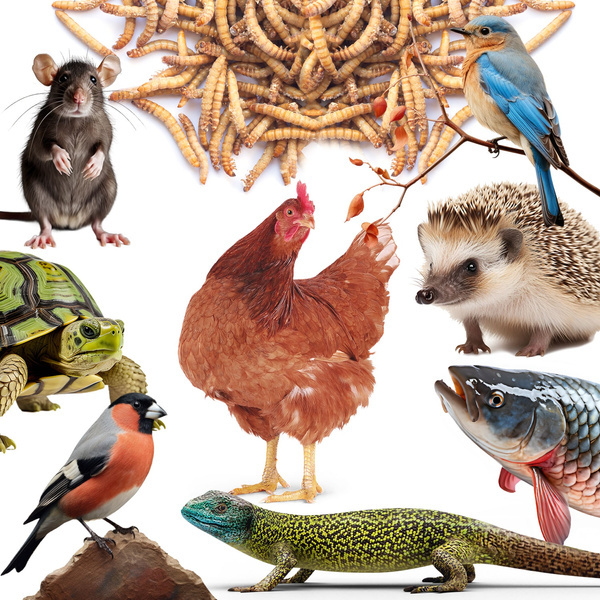 Getrocknete Larven der Weißen Fliege, Futter für Koi, Nager, Igel, Vögel, Reptilien, Fische, Mersjo 3l 460g