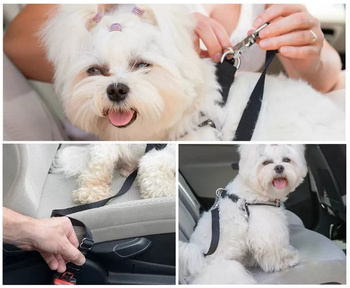 Car seat belt for dog, cat