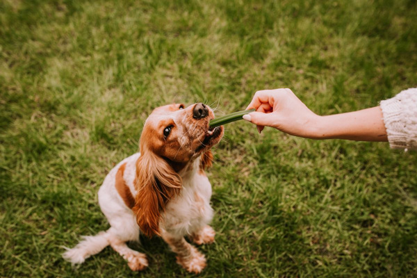 Zahnsnack für Hunde Dental Sticks, natürlicher Zahnsnack, gesunde Zähne und Zahnfleisch, zum Verwöhnen und als Ergänzung zu einer gesunden Ernährung - M 28 Stück