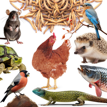 Getrocknete Larven der Weißen Fliege, Futter für Koi, Nager, Igel, Vögel, Reptilien, Fische, Mersjo 3l 460g