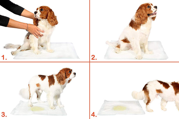 Hygieneeinlagen für Tiere L 60x60 (100 Stück)