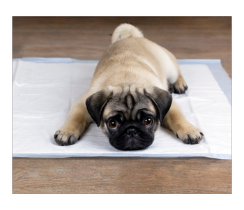 Hygieneeinlagen für Tiere L 60x60 (100 Stück)