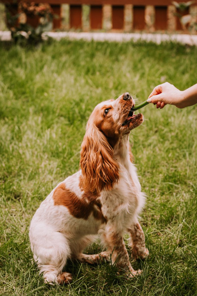 Dental snack for dogs Dental Sticks L (from 25kg) 28pcs.
