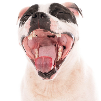 Natural dog chew with beef bone and meat, treat, delicacy, Mersjo
